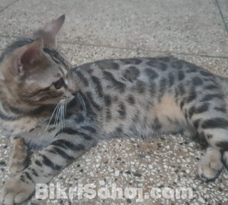 Bengal cat